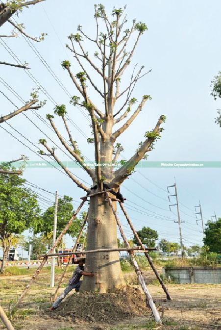 Mua bán cây baobap